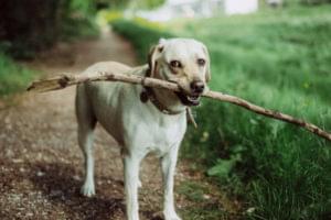 Introduction to the Fetch API